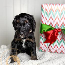 Mrs. White (white collar female) - Phantom female Goldendoodle puppy in Murrieta, California from Apricot Poodles & Goldendoodles, LLC