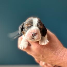 Wilder - Black white and tan male English Springer Spaniel puppy in Tupalo, Mississippi from Butterfield Trail Farm