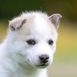 Siberian Husky Puppies from Lilbearshuskies