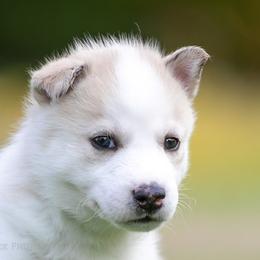 Siberian Husky Puppies from Lilbearshuskies