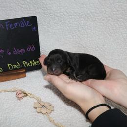 Lady (Pink collar) - Black and cream female Dachshund puppy in Prospect, Oregon from Spunky Sausage Pups