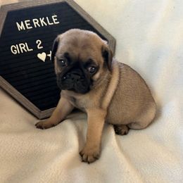 Girl 2 - Fawn female Pug puppy in Norborne, Missouri from Pug Palace