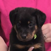 Beauceron Puppies from Oakland Beaucerons