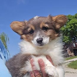 TIA-FLUFFY with tail - Blue female Pembroke Welsh Corgi puppy in Walker, Iowa from Double K Corgis