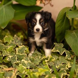 Daisy - Black tri female Toy Australian Shepherd puppy in Carlsbad, New Mexico from New Mexico Aussies