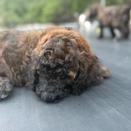 Buddy - Brown male Poodle puppy in Redding, California from Canyon Creek Kennels