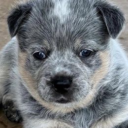 Australian Cattle Dogs from Bottoms Up Cattle Dogs