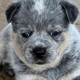 Australian Cattle Dogs from Bottoms Up Cattle Dogs