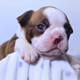 Baby Pax - Red male Boston Terrier puppy in Kingsport, Tennessee from Sleepwalker Bostons