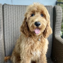 BBQ - Red  Goldendoodle puppy in Bartow, Florida from Furever Doodles