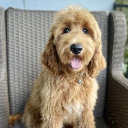BBQ - Red  Goldendoodle puppy in Bartow, Florida from Furever Doodles