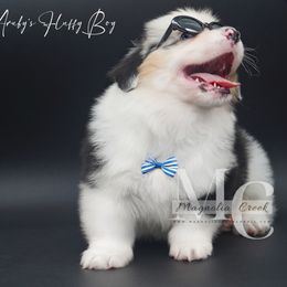 American Corgi and Pembroke Welsh Corgi Puppies from Magnolia Creek Corgis