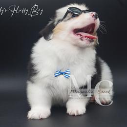 American Corgi and Pembroke Welsh Corgi Puppies from Magnolia Creek Corgis