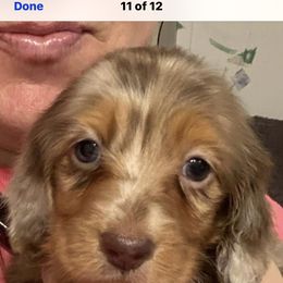 Dachshund Puppies from Aviator's Dachshunds