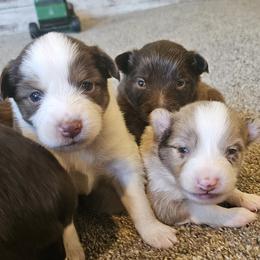 Toy Australian Shepherd puppies from West View Toy Aussies