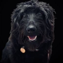 Bella - Goldendoodle