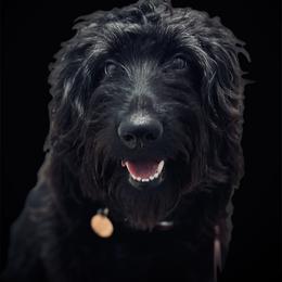 Bella - Goldendoodle