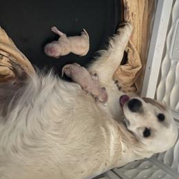 1st pick - Light golden female Golden Retriever puppy in Monroe, Tennessee from Dale Hollow Goldens