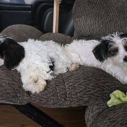 Poodle, Yorkipoo, and Yorkshire Terrier Puppies from Sonshine Yorkies