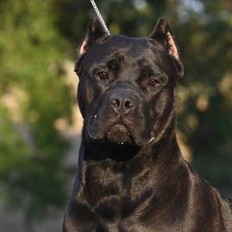 Aurora  - Cane Corso
