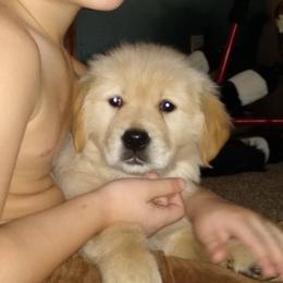 Australian Shepherd and Golden Retriever Puppies from Happy Valley Farms