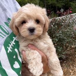 Adeli - Champagne female Maltipoo puppy in Charles City, Virginia from Historic triangle doodles Charles City, Virginia