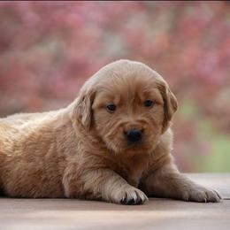 Sage - Golden male Golden Retriever puppy in Saint Joe, Indiana from Golden Acres Farm