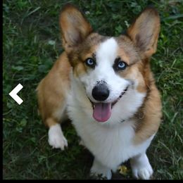 Remus - Pembroke Welsh Corgi