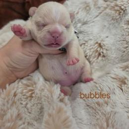 Bubbles - Cream female French Bulldog puppy in Moses Lake, Washington from Edgewater Frenchies