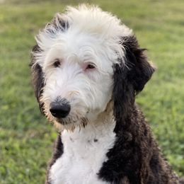 Mazie - Sheepadoodle