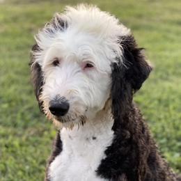 Mazie - Sheepadoodle