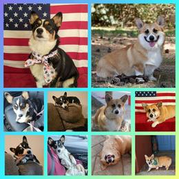 Pembroke Welsh Corgi puppies from Dragon Ridge Corgis