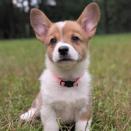 Girl 4 Miss Pink - White and red female Pembroke Welsh Corgi puppy in Milton, Florida from Milton Corgis ~ Azealia Acres