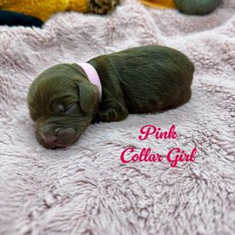 Girl 3 - Chocolate female Australian Labradoodle puppy in Rhode Island from Highland Beach Labradoodles