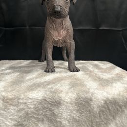 Honey - Blue female Peruvian Inca Orchid puppy in Atlanta, Georgia from La Siren
