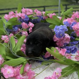 Fern - Mahogany female Belgian Malinois puppy in Paris, Kentucky from Z Domu Niedzwiedzia Malinois