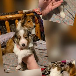 Andy - Sable and white male Shetland Sheepdog puppy in Greenfield, Ohio from Kayla's Shelties