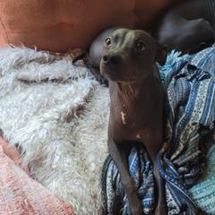 Thunor - American Hairless Terrier