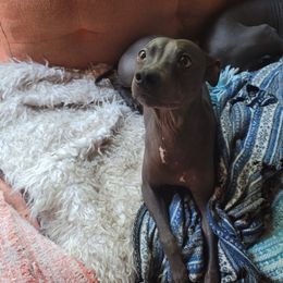 Thunor - American Hairless Terrier