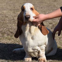 Tutti - Basset Hound