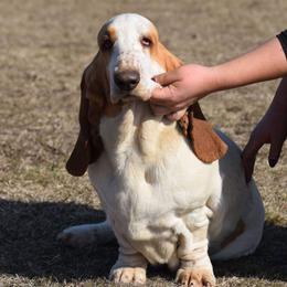 Tutti - Basset Hound
