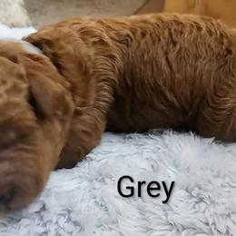 Red collar - Red  male Goldendoodle puppy in Fayetteville, North Carolina from Frannie's Goldendoodle Puppies