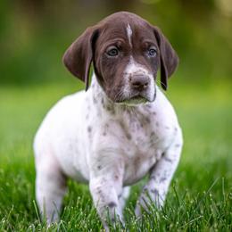 German Shorthaired Pointer Puppies from Jessica Hennick