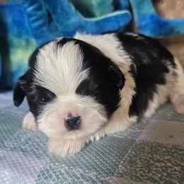 Boy 2 - Black and white male Shih Tzu puppy in North Carolina from WillowCreek Mountain View Shih Tzu