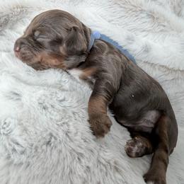 Blue Boy - Brown white and tan male Cockapoo puppy in Fort Gibson, Oklahoma from Waggle Doodles