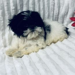 AKC Willow - Black and white female Shih Tzu puppy in Elgin, South Carolina from Silver Bells Paw Prints