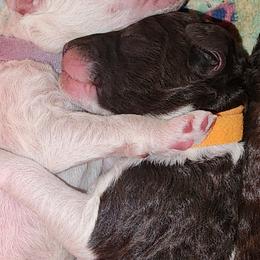 Tiramisu - Parti male Poodle puppy in Clayton, Washington from Short Legs & Curly Wags LLC