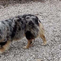 Miniature Australian Shepherd Puppies from KJs Rockin Aussies