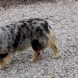 Miniature Australian Shepherd Puppies from KJs Rockin Aussies