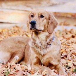 Poppey - Golden Retriever